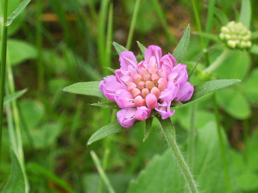 Knautia drymeia e Malva sylvestris